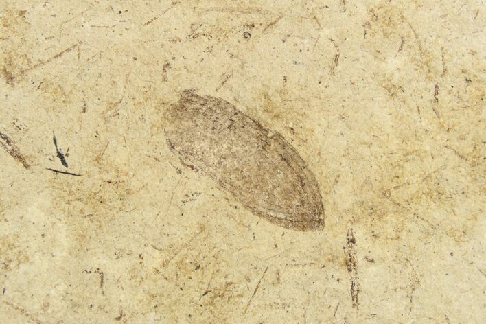 Fossil Beetle (Coleoptera) Elytron - Bois d’Asson, France #254215